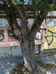 Vachellia farnesiana