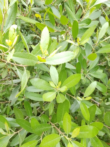 iNaturalist observation photo of Toyon