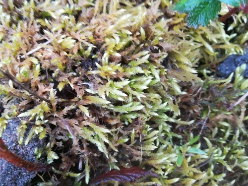 Image of Brachythecium mildeanum by no rights reserved
