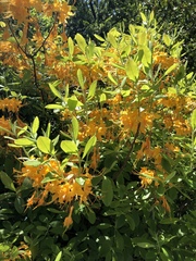 Rhododendron austrinum