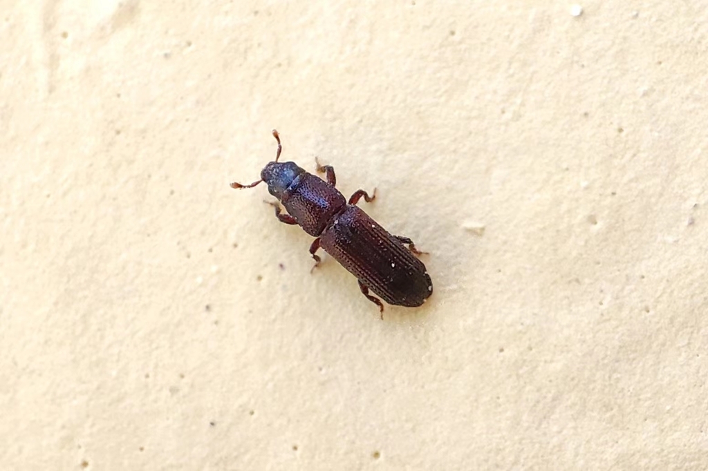 Rhyncolus knowltoni