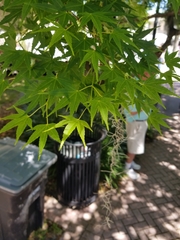 Acer palmatum