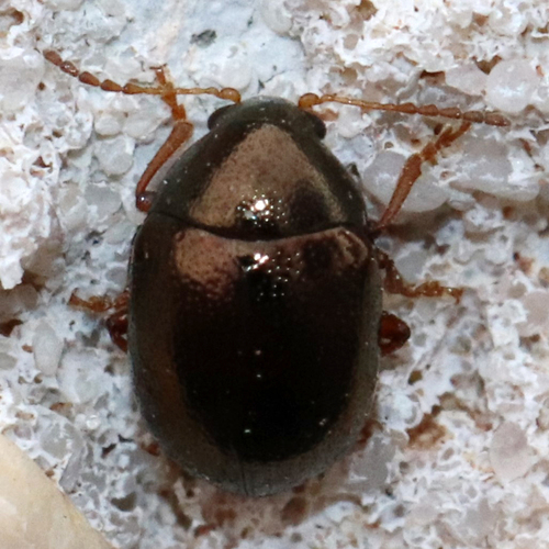 Metaparia viridimicans