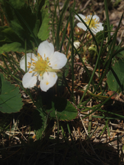 Fragaria vesca americana