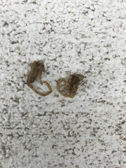 Centruroides exilicauda