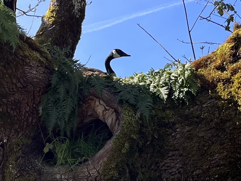 Canada Goose from Madison St, Ryderwood, WA, US on April 1, 2024 at 12: ...