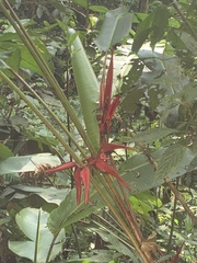 Heliconia secunda image