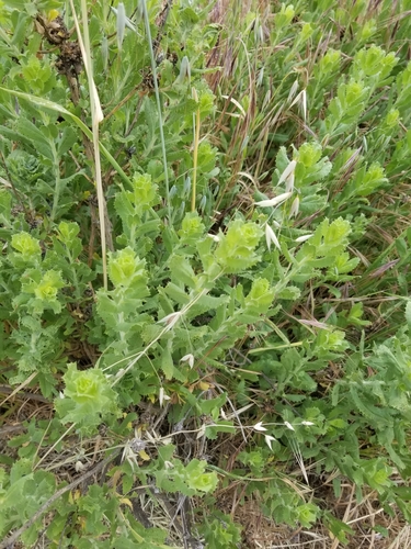 iNaturalist observation photo of saw-toothed goldenbush