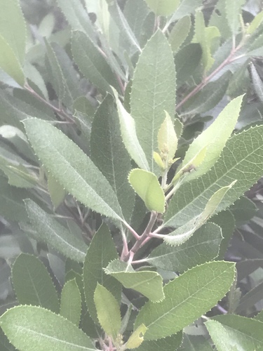 iNaturalist observation photo of Dicots