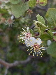 Prunus fremontii