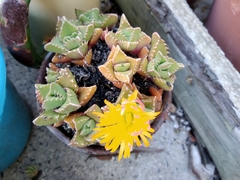 Faucaria
