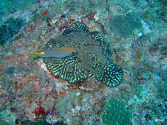 Neopomacentrus miryae