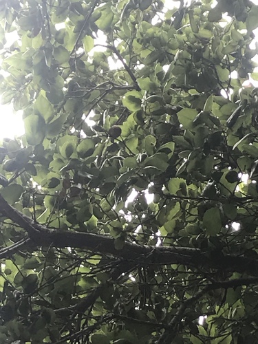 iNaturalist observation photo of oak mistletoe