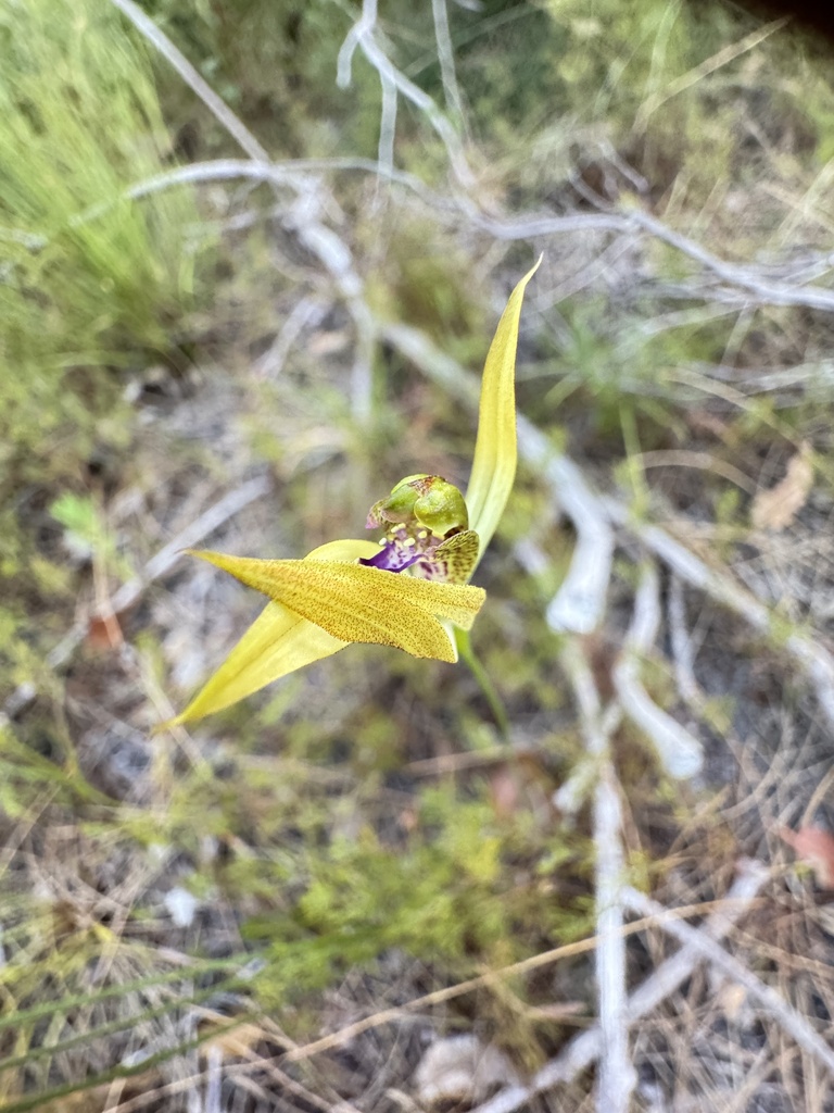 leafless orchid from Leeuwin-Naturaliste National Park, Boranup, WA, AU ...