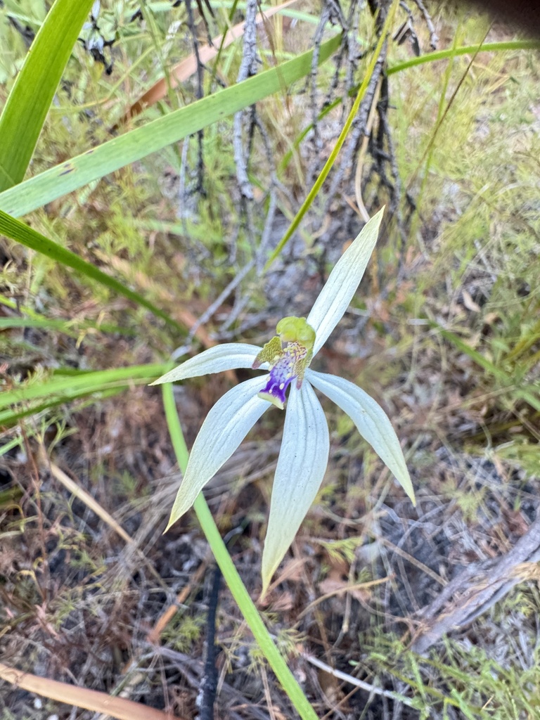 leafless orchid from Leeuwin-Naturaliste National Park, Boranup, WA, AU ...