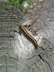 Malacosoma americana