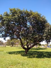 Hancornia speciosa
