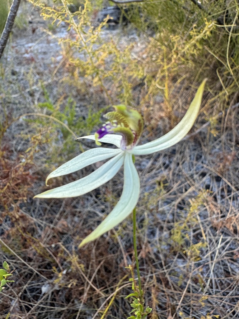 leafless orchid from Leeuwin-Naturaliste National Park, Boranup, WA, AU ...