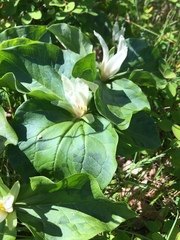 Trillium albidum parviflorum