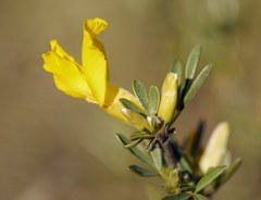 Chamaecytisus borysthenicus
