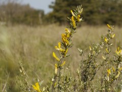 Chamaecytisus borysthenicus