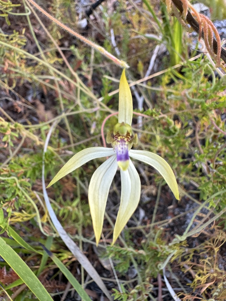 leafless orchid from Leeuwin-Naturaliste National Park, Boranup, WA, AU ...