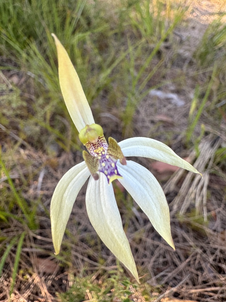 leafless orchid from Leeuwin-Naturaliste National Park, Boranup, WA, AU ...