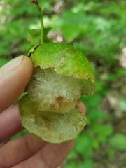 Amphibolips confluenta