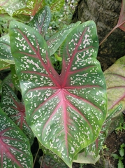 Caladium