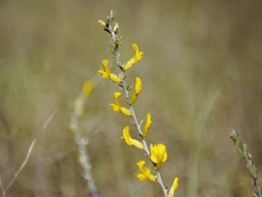 Chamaecytisus borysthenicus