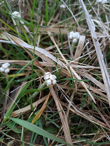 Image of Antennaria neglecta by (c) Bob Schwartz, some rights reserved (CC BY)