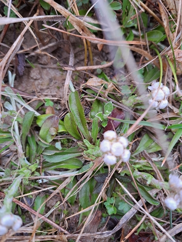 Image of Antennaria neglecta by (c) Bob Schwartz, some rights reserved (CC BY)