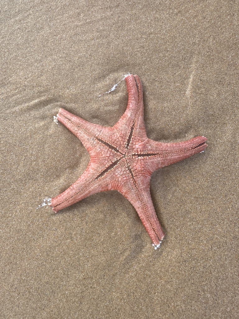 Nectria from Bass Strait, Newhaven, VIC, AU on April 2, 2024 at 03:12 ...