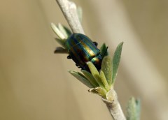 Chrysolina cerealis