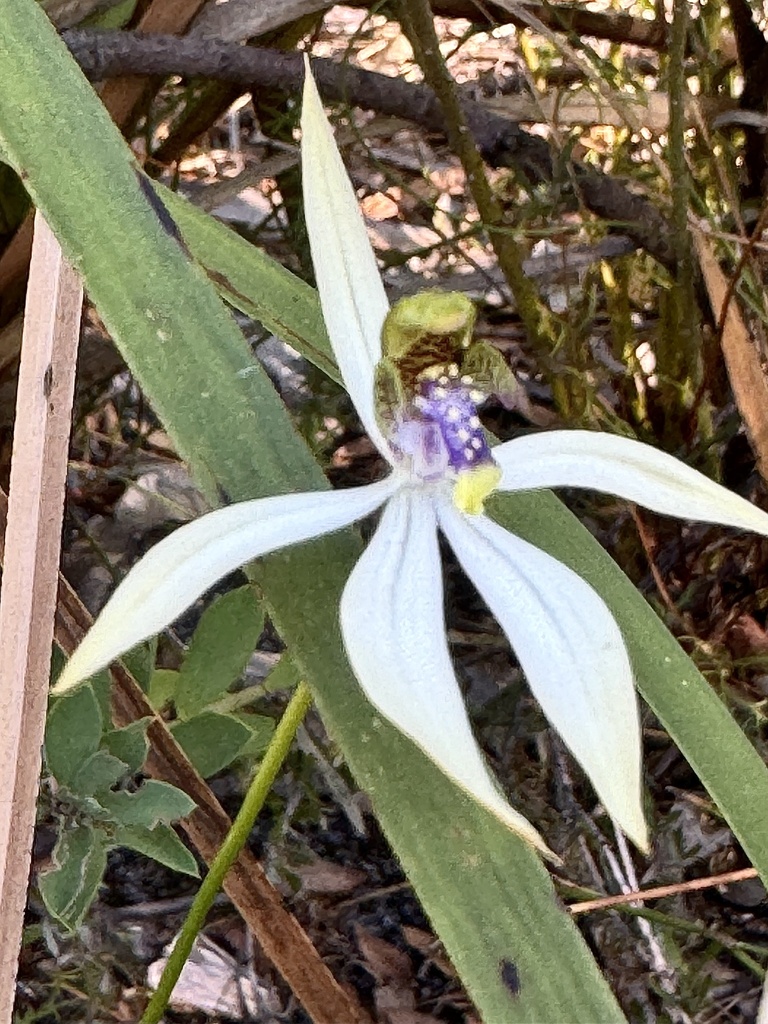 leafless orchid from Leeuwin-Naturaliste National Park, Boranup, WA, AU ...