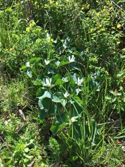 Trillium albidum parviflorum