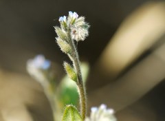 Myosotis stricta