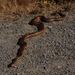 Pacific Gopher Snake - Photo (c) Jill Matsuyama, some rights reserved (CC BY-NC-SA)