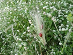 Coccinella septempunctata