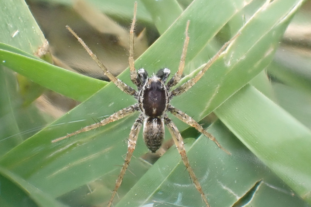 wolf spiders