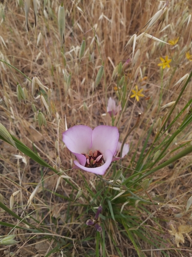 iNaturalist observation photo of Catalina mariposa lily