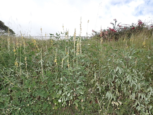 Crotalaria pallida observed 2024-04-01