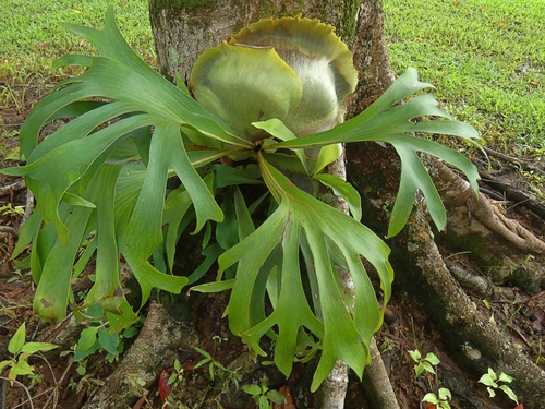 Image of Platycerium hillii by (c) Kai Squires, some rights reserved (CC BY)