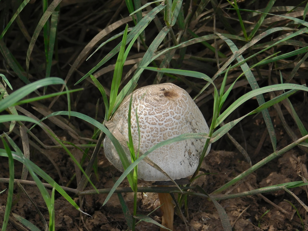 Panaeolus antillarum · March 2024 · photo: © bombin (iNaturalist, cc-by)