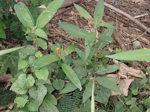 Asclepias curassavica observed 2024-04-01