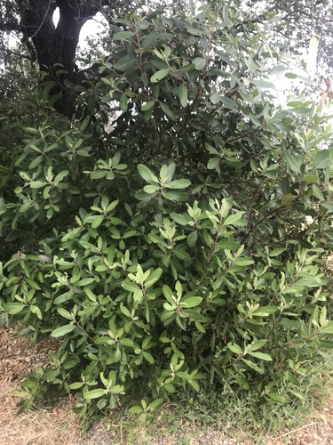 iNaturalist observation photo of Toyon