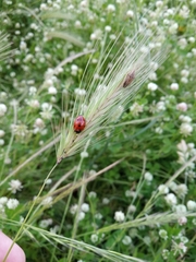 Coccinella septempunctata