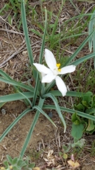 Leucocrinum montanum