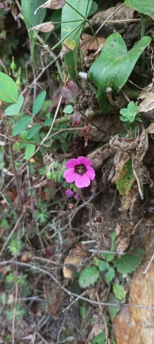 Geranium ocellatum, photograph 1