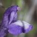 Scutellaria tuberosa - Photo (c) nathantay, algunos derechos reservados (CC BY-NC)